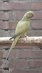 Halsband Olijf/Geelkop Geelstaart/ Blauw./ Opaline, Dieren en Toebehoren, Mannelijk, Parkiet