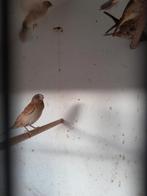 Zilverbekjes, Dieren en Toebehoren, Vogels | Overige Vogels, Geslacht onbekend