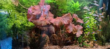 Aquariumplanten rode tijgerlotus  beschikbaar voor biedingen