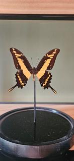 Vlinders decoratie, Verzamelen, Ophalen of Verzenden, Zo goed als nieuw, Insect, Opgezet dier