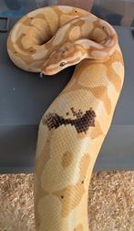 Banana spotnose (enchi)poss het pied, Dieren en Toebehoren, Slang, 0 tot 2 jaar