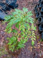 Mahonia nitens, Tuin en Terras, Ophalen