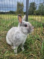 Energy zoekt een huisje! (gevaccineerd), Dieren en Toebehoren, Konijnen, Vrouwelijk, Klein, 3 tot 5 jaar
