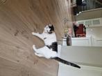 Kat, Kater, Gechipt, 3 tot 5 jaar