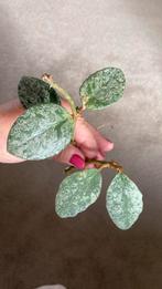 Hoya Wilbur graves en Hoya Waymaniae, Ophalen of Verzenden, Overige soorten, Minder dan 100 cm
