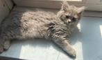 Mainecoon X britse korthaar, Dieren en Toebehoren, Kater, Ontwormd, 0 tot 2 jaar