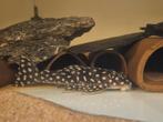 Scobiancistrus L082 Opal Spot Pleco Raonii 4 tot 8cm, Vis