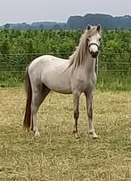 Welsh A stamboek merrie van 3,5 jaar, Dieren en Toebehoren, Pony's, Merrie, Dressuurpony, A pony (tot 1.17m), 3 tot 6 jaar