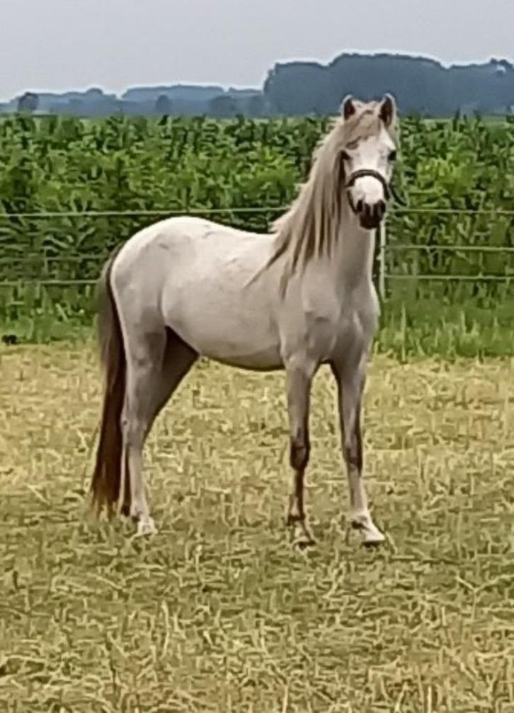 Welsh A stamboek merrie van 3,5 jaar, Dieren en Toebehoren, Pony's, Merrie, Onbeleerd, A pony (tot 1.17m), Dressuurpony, 3 tot 6 jaar
