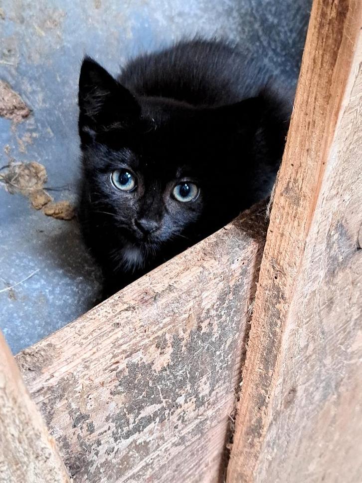 Supermooie Boerderij Kittens, Dieren en Toebehoren, Katten en Kittens | Overige Katten