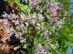 Geurende  wilde geurende seringen planten in blauwe kleur, Tuin en Terras, Planten | Tuinplanten, Zomer, Vaste plant, Ophalen of Verzenden