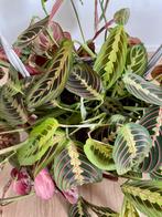 Maranta Leuconeura stekjes, Huis en Inrichting, Kamerplanten, Overige soorten, Minder dan 100 cm, Groene kamerplant, Halfschaduw