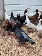 Franse bagadetten syriche, Dieren en Toebehoren, Meerdere dieren, Overige soorten