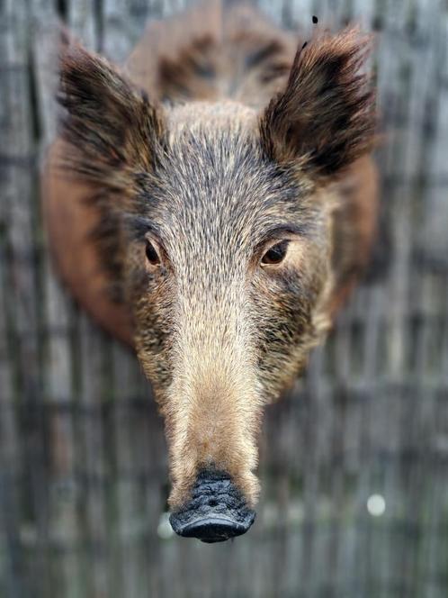 Mooi opgezette zwijnenkop, Verzamelen, Dierenverzamelingen, Zo goed als nieuw, Opgezet dier, Wild dier, Ophalen of Verzenden
