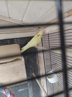 Valkparkiet geel, Vrouwelijk, Parkiet, Tam