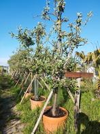 Oude appelbomen IN POT! Cox 200/220cm +/-15 jaar v/a €75,00!, Overige soorten, Zomer, Ophalen, Volle zon