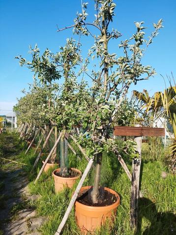 Oude appelbomen IN POT! Cox 200/220cm +/-15 jaar v/a €75,00! beschikbaar voor biedingen