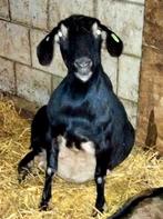 3 leuke en heel lieve geiten en 1 lam, Dieren en Toebehoren, Schapen, Geiten en Varkens, Vrouwelijk, Geit