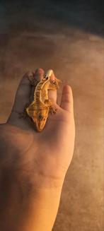 Koppel wimper Gekko s met terrarium en lamp, Hagedis, Met terrarium