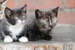 Lieve boerderij kittens., Dieren en Toebehoren, Katten en Kittens | Overige Katten, Meerdere dieren