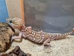 Paroedura picta man, Dieren en Toebehoren, Hagedis, 0 tot 2 jaar