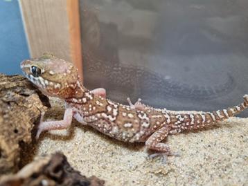 Paroedura picta man beschikbaar voor biedingen