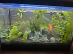 Aquarium, Dieren en Toebehoren, Ophalen, Gevuld zoetwateraquarium