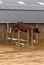 Sportpaarden te koop: oa 8 jarige Grandorado x Heartbreaker, Dieren en Toebehoren, Paarden, Merrie, Springpaard, Gechipt, Zadelmak