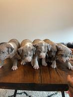 American Bully XXL/XL ABKC Stamboom !!!, Overige rassen, 8 tot 15 weken, Meerdere, Meerdere dieren