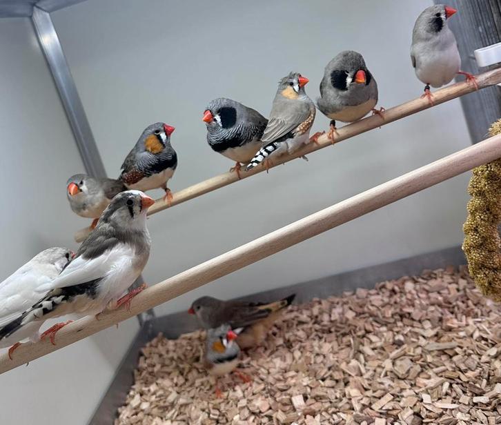 Zebravinken, Dieren en Toebehoren, Vogels | Overige Vogels, Meerdere dieren