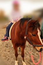 Superlieve 6jr Welsh pony ruin, Dieren en Toebehoren, Pony's, Ruin, C pony (1.27m tot 1.37m), Recreatiepony, 3 tot 6 jaar