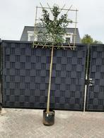 bomen zie de foto, Tuin en Terras, Ophalen, Zomer, Volle zon, Overige soorten