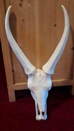 Antilope hoofd  ter decoratie, Ophalen, Beeldje of Figuurtje