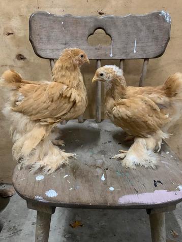 Buff cochin groot kuikens beschikbaar voor biedingen