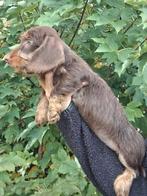 Leuke ruwhaar teckel pups, Standaard, 8 tot 15 weken, CDV (hondenziekte), Meerdere