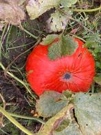 pompoenen, biologische eetbaar, Tuin en Terras, Ophalen, Eenjarig, Overige soorten, Volle zon