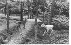 Eerbeek Reeën in't wild., Verzamelen, Verzenden, 1960 tot 1980, Gelopen, Gelderland
