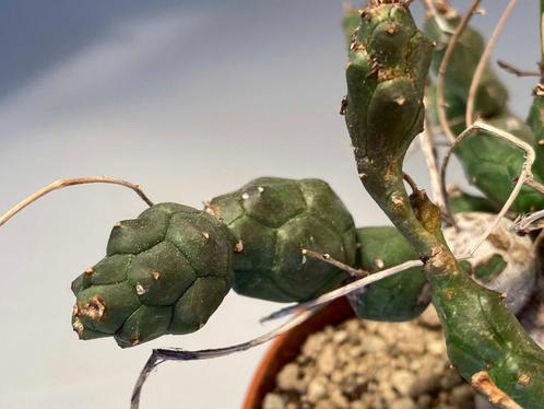 Euphorbia Globosa, Huis en Inrichting, Kamerplanten, Vetplant, Ophalen of Verzenden