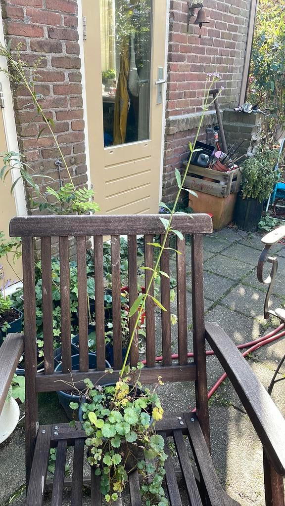 Stijf ijzerhart en Hondsdraft. Gifvrije bijenplanten., Tuin en Terras, Planten | Tuinplanten, Overige soorten, Volle zon, Ophalen