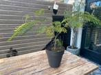 Albizia julibrissin, Tuin en Terras, Planten | Bomen, Ophalen of Verzenden, Volle zon, Overige soorten, Minder dan 100 cm