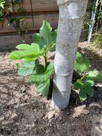 Vijgenboompje stekje, Ophalen, Minder dan 100 cm, Vijgenboom, Zomer
