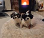 Prachtige sociale boomer pups!!, Dieren en Toebehoren, Honden | Chihuahua's en Gezelschapshonden, Overige rassen, 8 tot 15 weken