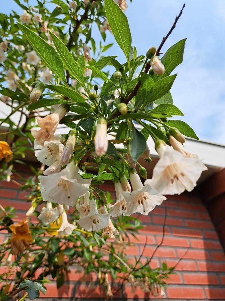 Verse zaden Acnistus australis alba oogst 2025, Tuin en Terras, Bloembollen en Zaden, Volle zon, Verzenden