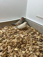 Zebra vinken, Dieren en Toebehoren, Vogels | Overige Vogels, Mannelijk