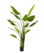 strelitzia nicolai 180cm, Ophalen of Verzenden, Nieuw, Binnen