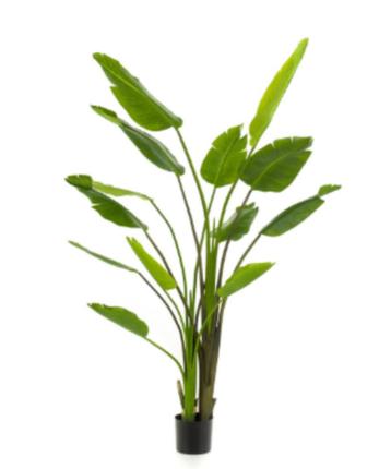strelitzia nicolai 180cm beschikbaar voor biedingen