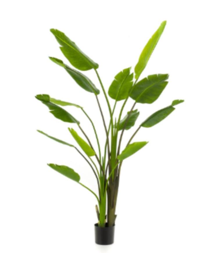 strelitzia nicolai 180cm, Huis en Inrichting, Woonaccessoires | Kunstplanten en Kunstbloemen, Nieuw, Binnen, Ophalen of Verzenden