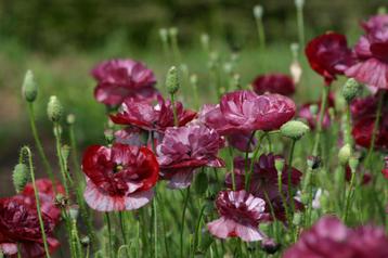 73/ zaad klaproos Pandora - Papaver rhoeas - wijnrood mix