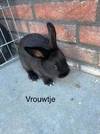 Baby konijntjes, Dieren en Toebehoren, Konijnen, Dwerg