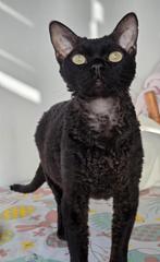 Devon rex Poes, Dieren en Toebehoren, Katten en Kittens | Raskatten | Korthaar, Poes, Gechipt, 0 tot 2 jaar